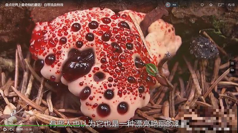 路边看到这种花，赶紧跑，离得越远越好！