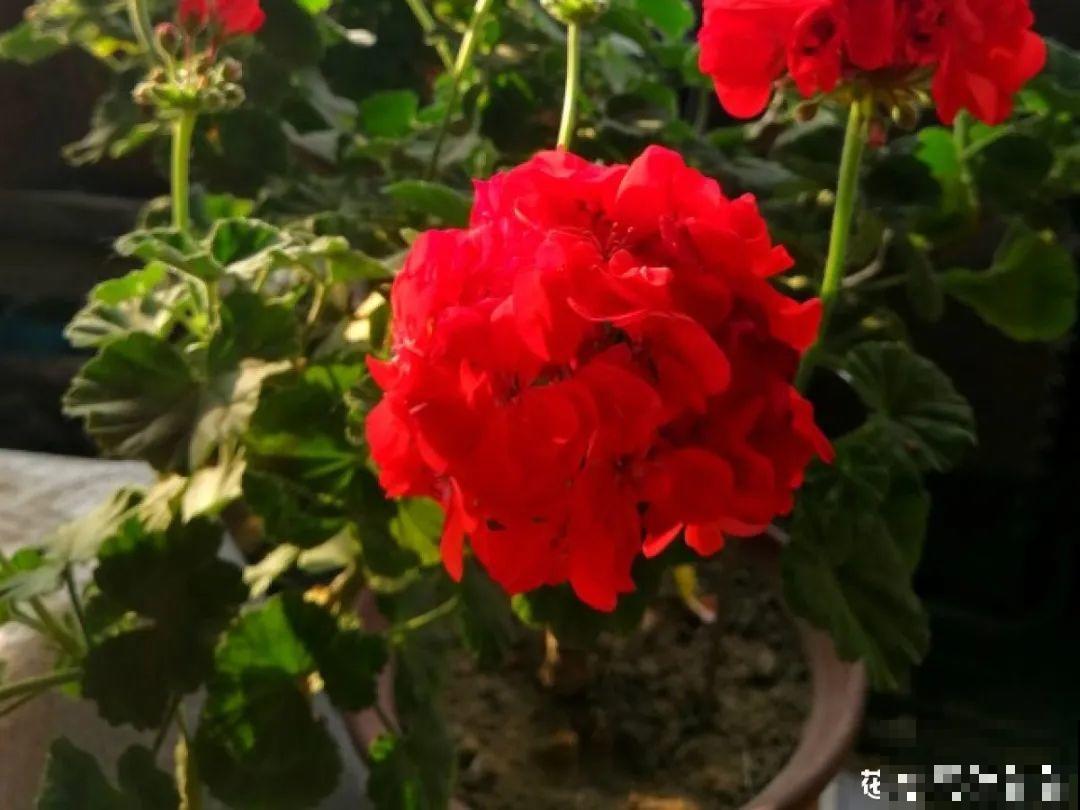 6种花开花时间超长，花朵又大又好看，养花必备