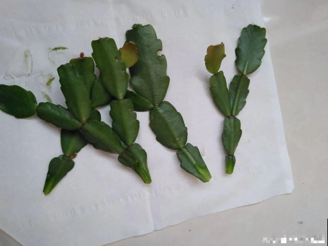 冬天扦插，只用一张塑料薄膜，就能长出小嫩芽