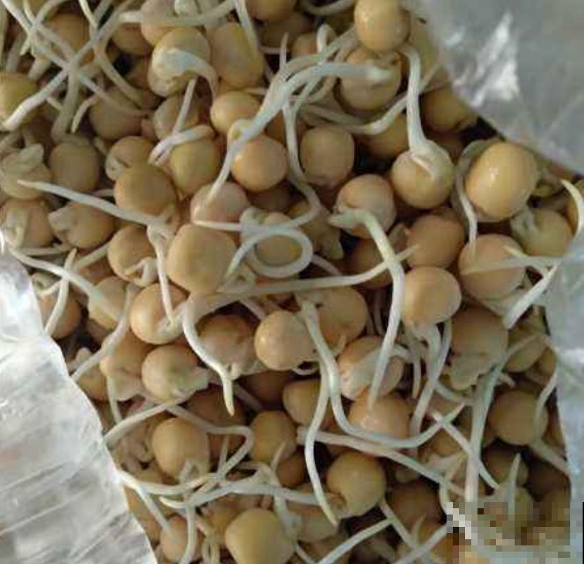 买的豆芽菜不放心？买点豆子自己生，1周就能下锅！