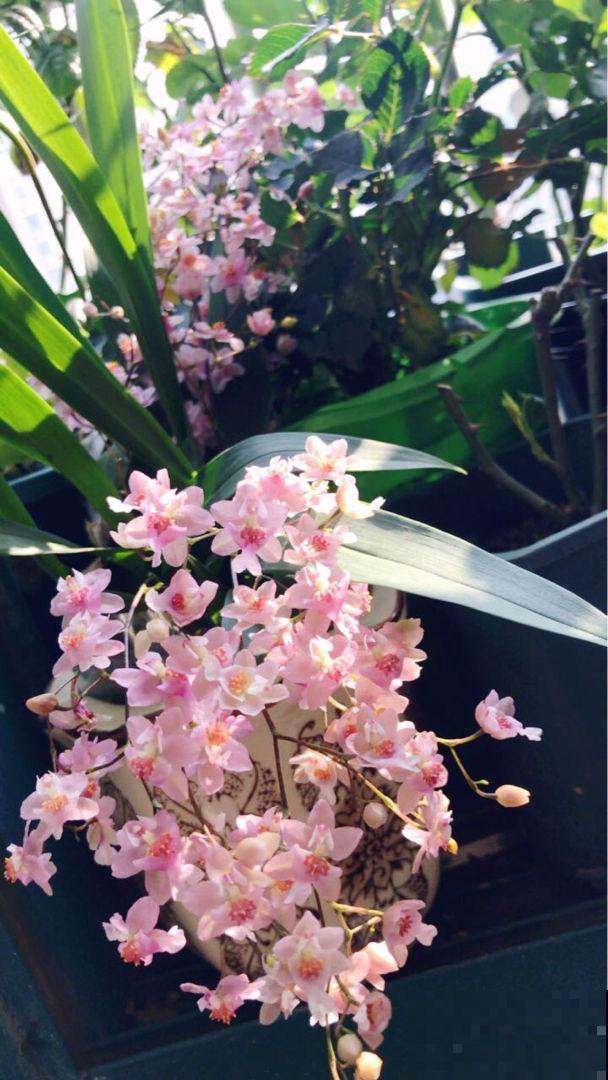 开花超好看的文心兰,超适合秋冬养,味道比香水还好闻 开花超好看的文心兰,超适合秋冬养,味道比香水还好闻