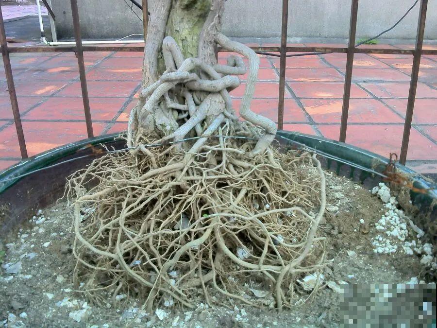 这种花就欠“拽”，没事拽拽根，变成老桩美到爆！