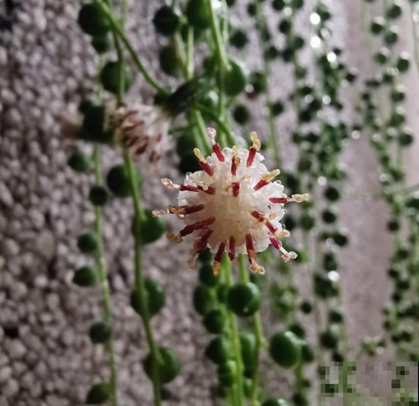 适合吊着养的5种花,专门解决空间不够,好看又省地方 适合吊着养的5种花,专门解决空间不够,好看又省地方