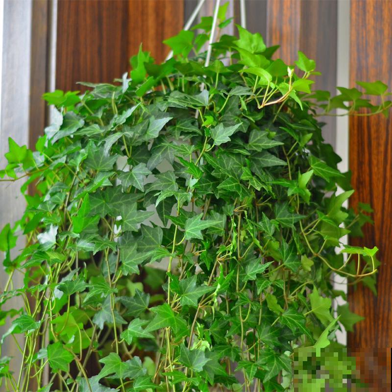 家里养盆常春藤，挂在墙上特漂亮，二手烟废气全吸收！