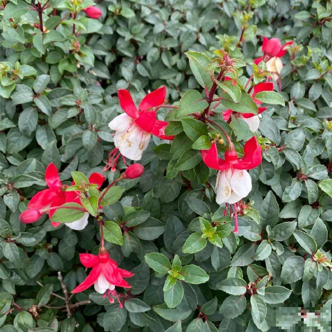 最大的长寿老桩,7年时间,养成盆景! 最大的长寿老桩,7年时间,养成盆景!