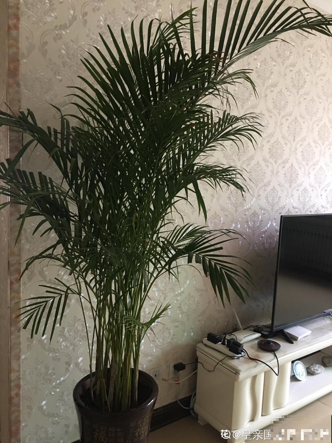 15种镇宅花，家里摆一盆，镇宅旺运超霸气！