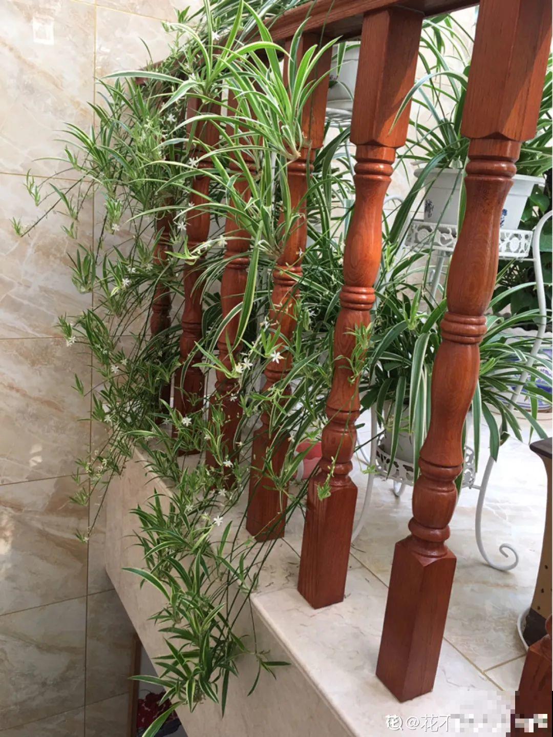 家里养盆它,变成绿色小森林,净化空气变氧吧! 家里养盆它,变成绿色小森林,净化空气变氧吧!