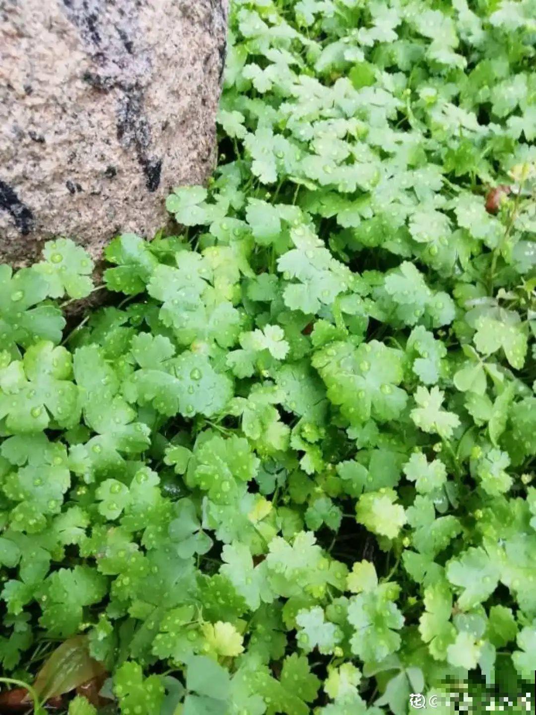 50种小时候常见的野草，现在几乎见不到了