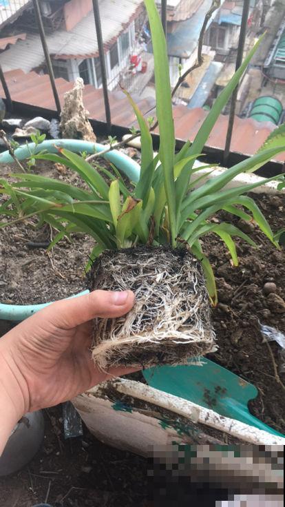 3种家庭常见花，秋天要及时换盆，不然土都被花“吃光了”