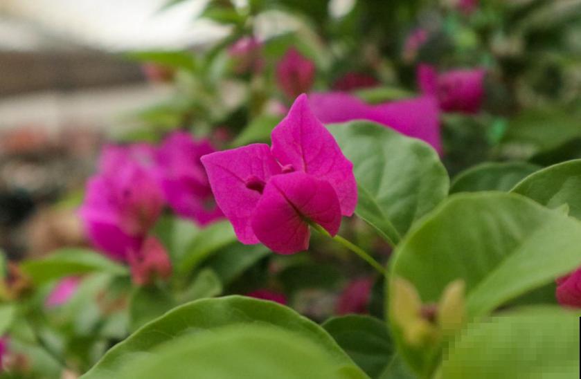 新买的三角梅直接就种？难怪长得慢，先“洗个澡”再种！