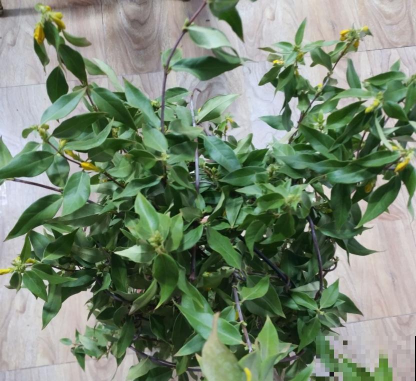 这种花叫金钩吻，花开黄灿灿，味道碾压大牌香水！