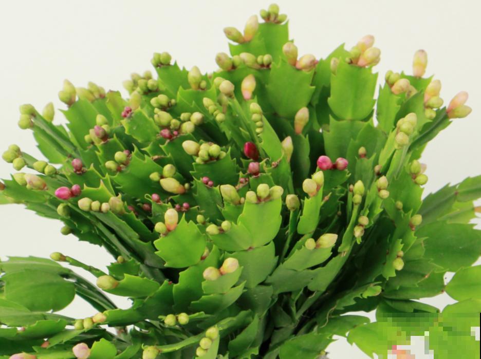 现在养蟹爪兰，1片叶子冒8朵花，下个月全开了！