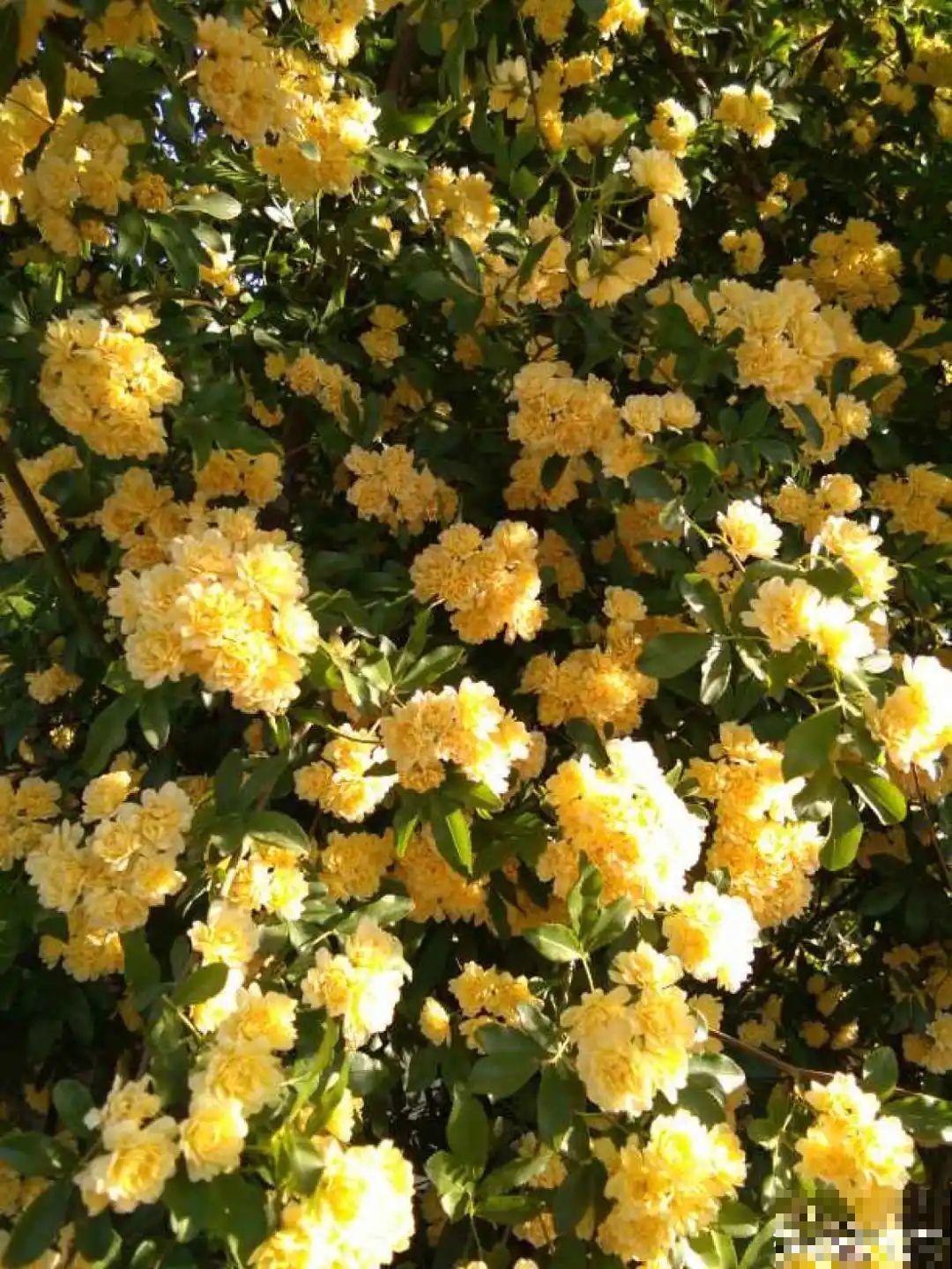 50年的桂花树,卖了5万块钱,大家觉得值吗? 50年的桂花树,卖了5万块钱,大家觉得值吗?