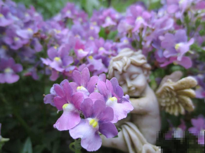 秋季种棵龙面花，似翩翩蝴蝶，鲜艳又好看！