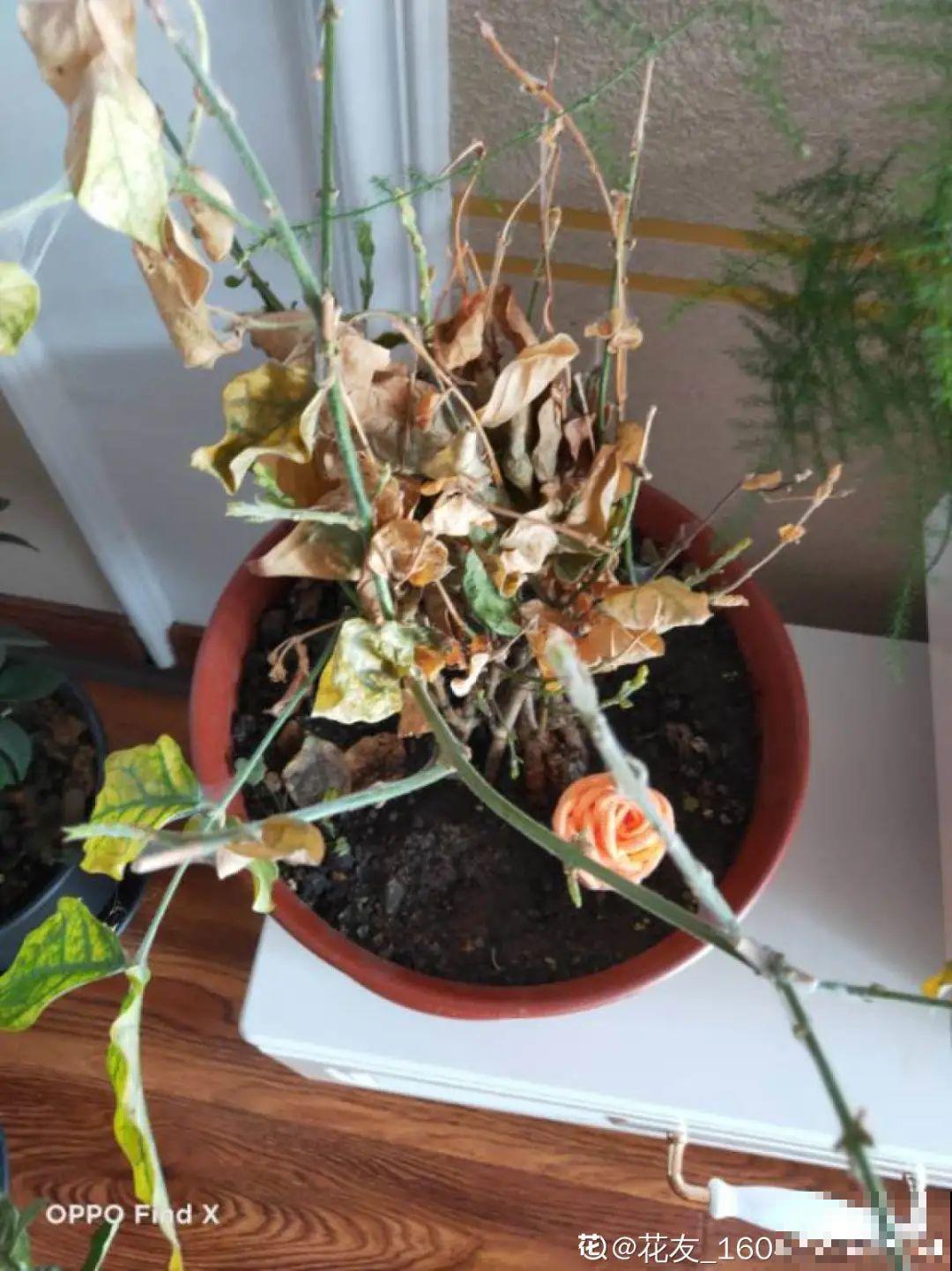 冬天休眠的花，你以为它死了，其实还活着！