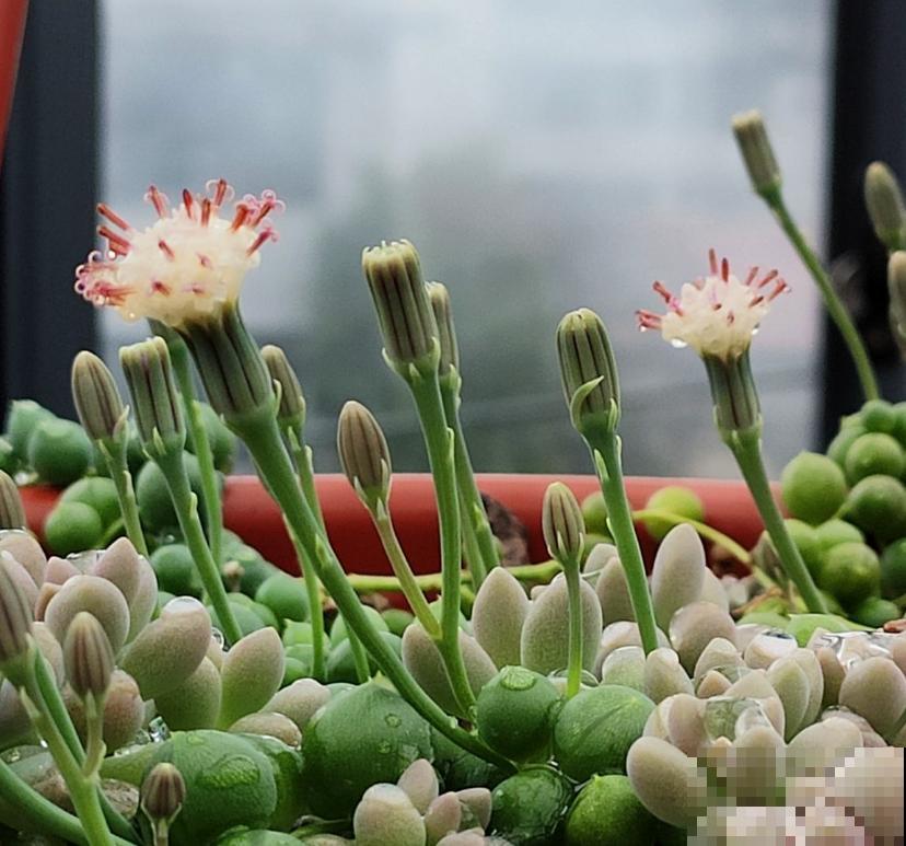 珍珠吊兰烂根咋整？拔出来，切一切，还是一棵好肉肉！