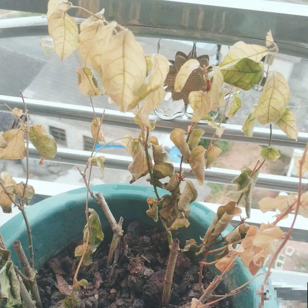 这些花快搬进室内，再不搬就晚啦！死翘翘！