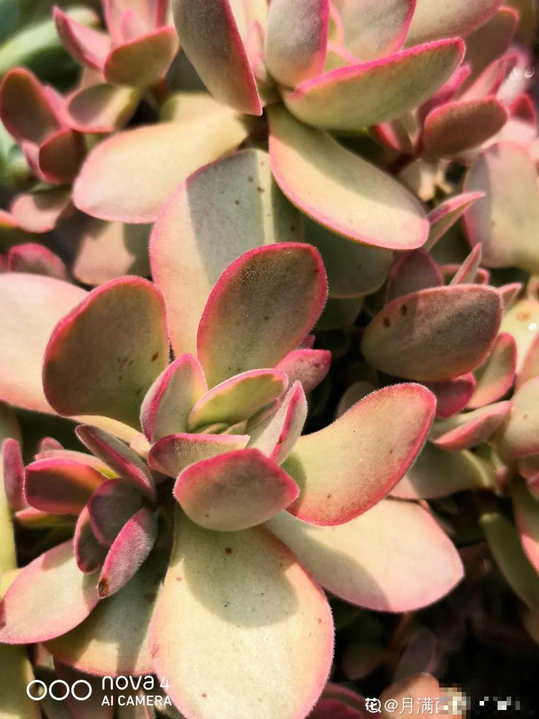 秋天开始降温了,9种花放外面冻一冻,开出饱满大花球 秋天开始降温了,9种花放外面冻一冻,开出饱满大花球