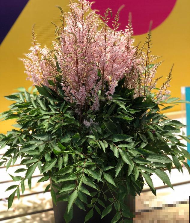 “网红”花卉落新妇，花型别致，如尖尖的宝塔！