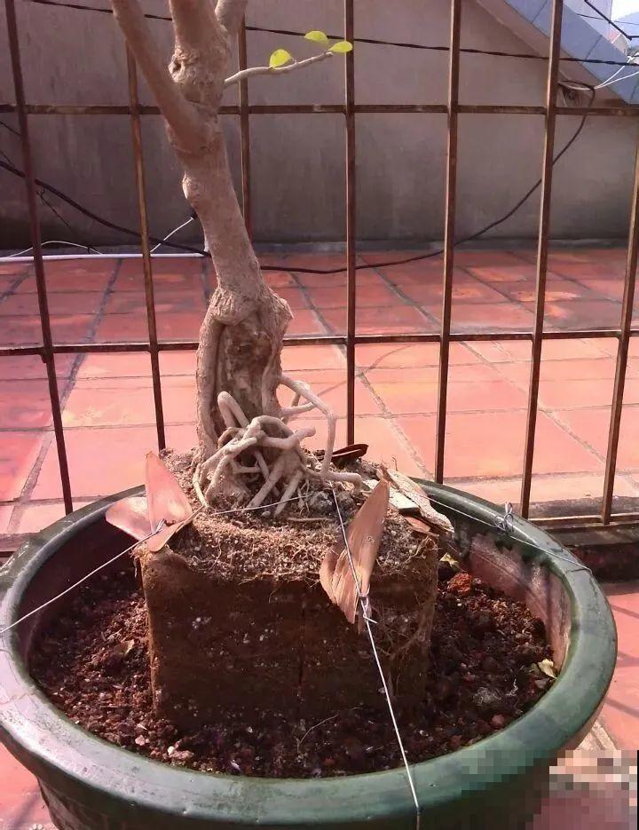 这种花就欠“拽”，没事拽拽根，变成老桩美到爆！