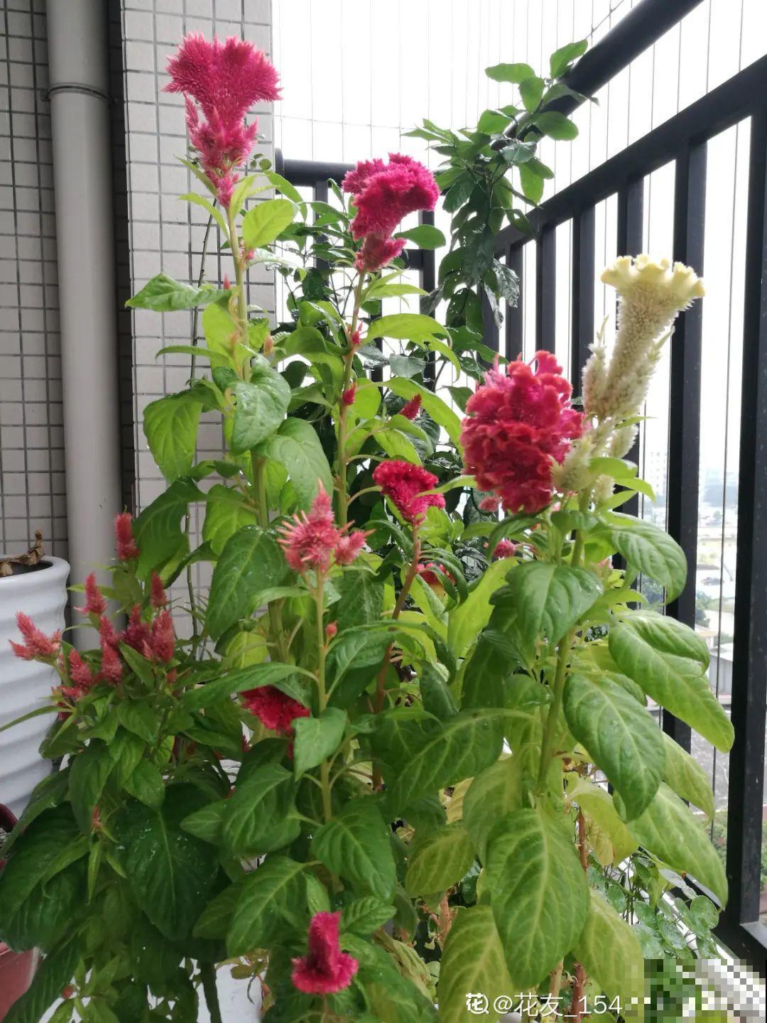 15种花，开完花就结种子，千万别丢掉