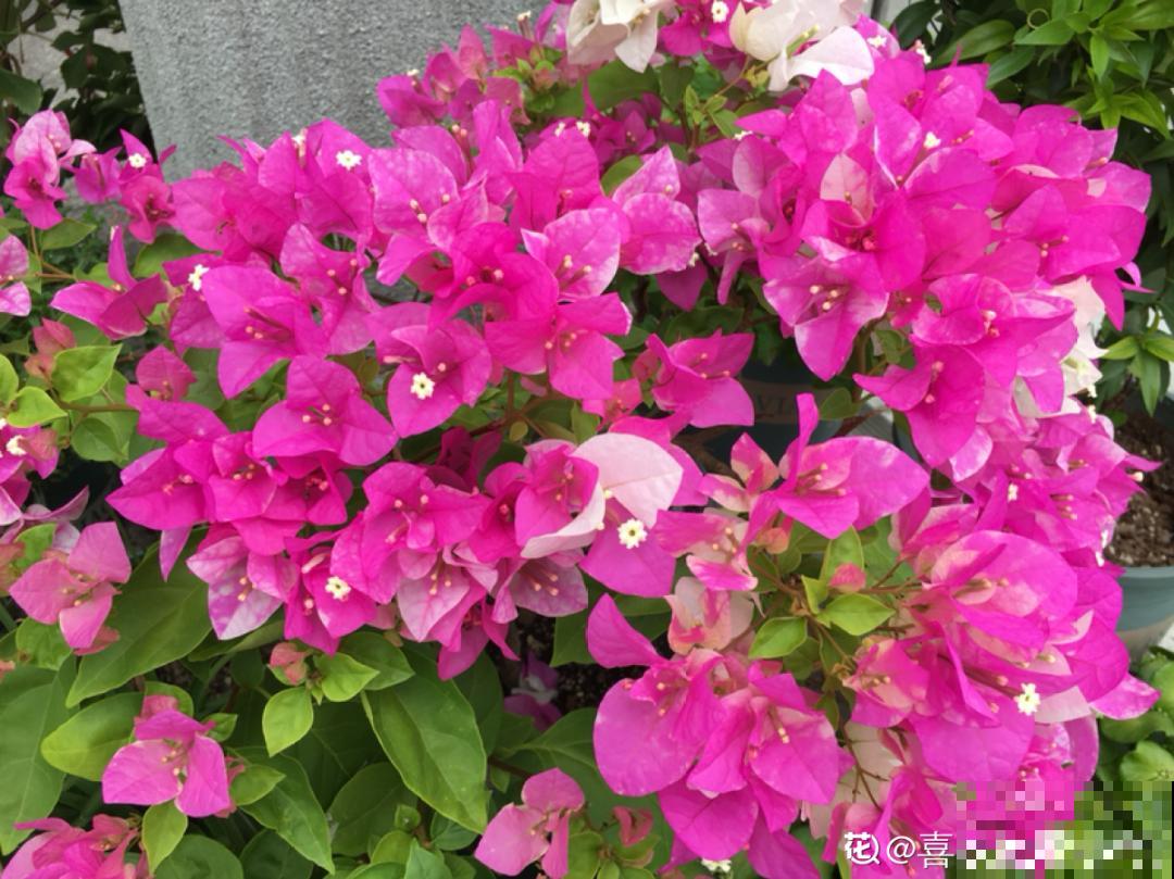 养三角梅，这几点做不对，光长叶子不开花！