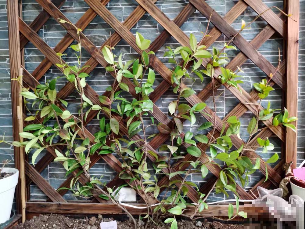 家里养盆香香花，1次开上一面墙，2年养成粉色花墙