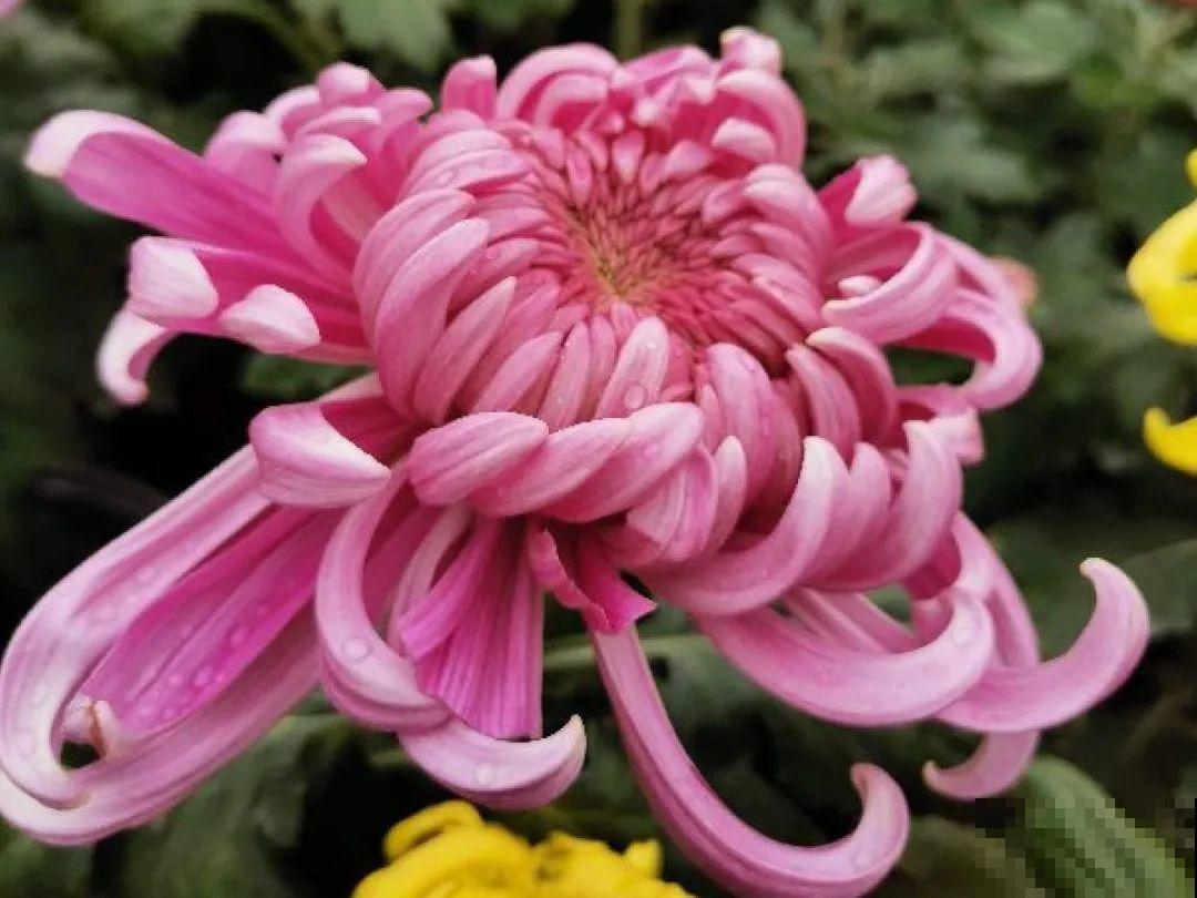 你在哪个城市，最适合养的花就是它！