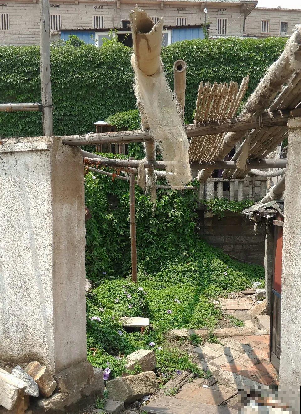 救命！入侵植物爬进院子，三年都杀不完！