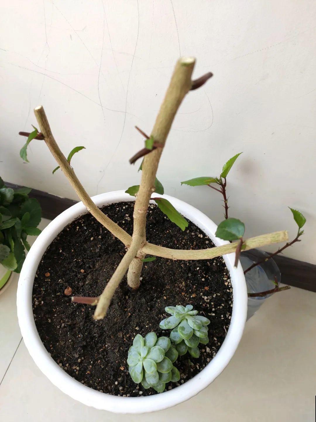 绣球生病，直接撸光叶、剪光头，反而长得旺！