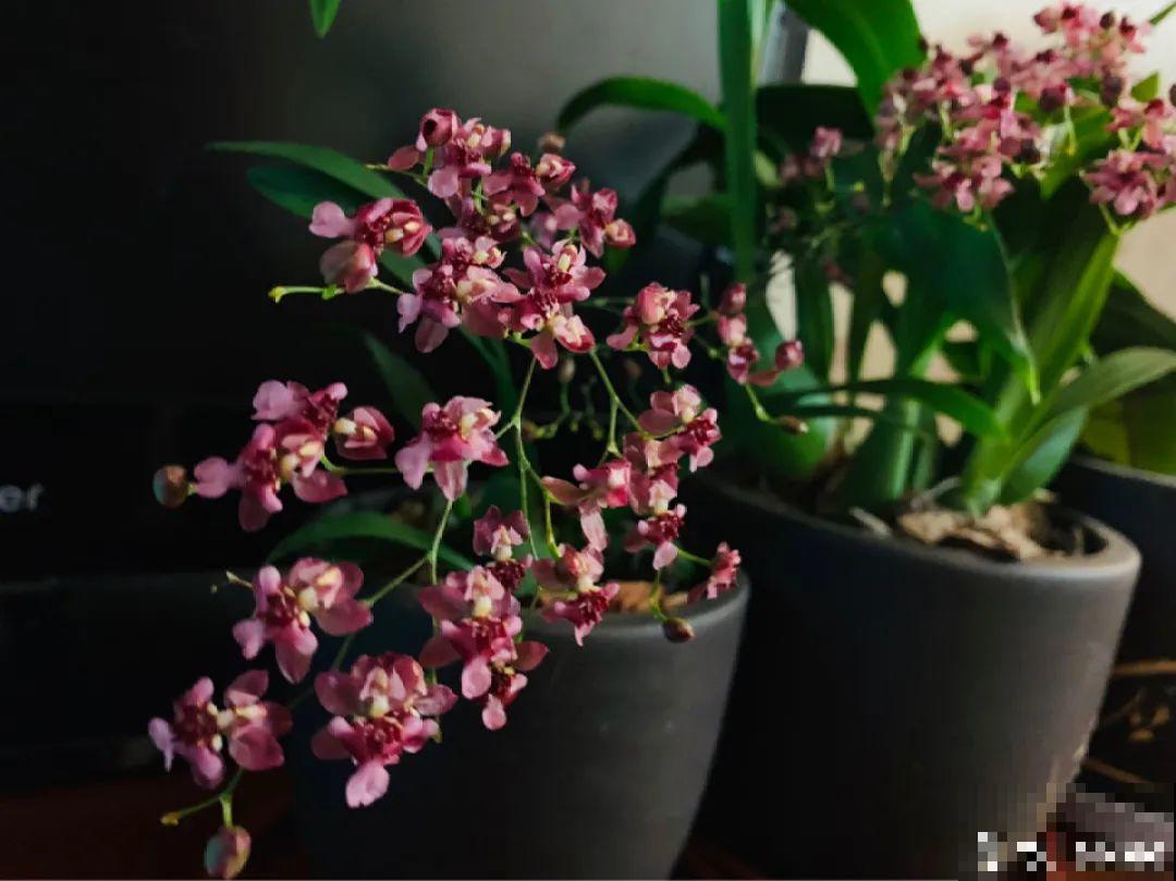 天冷开花的兰花,一共有6种,有香味、特好看! 天冷开花的兰花,一共有6种,有香味、特好看!