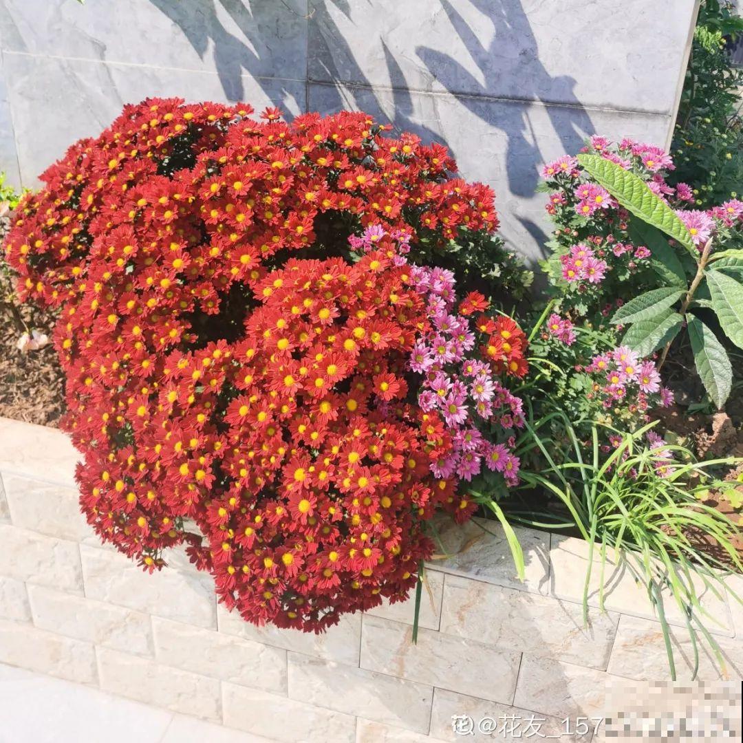 3种开花机器，喷点药水，杆子上全是花！