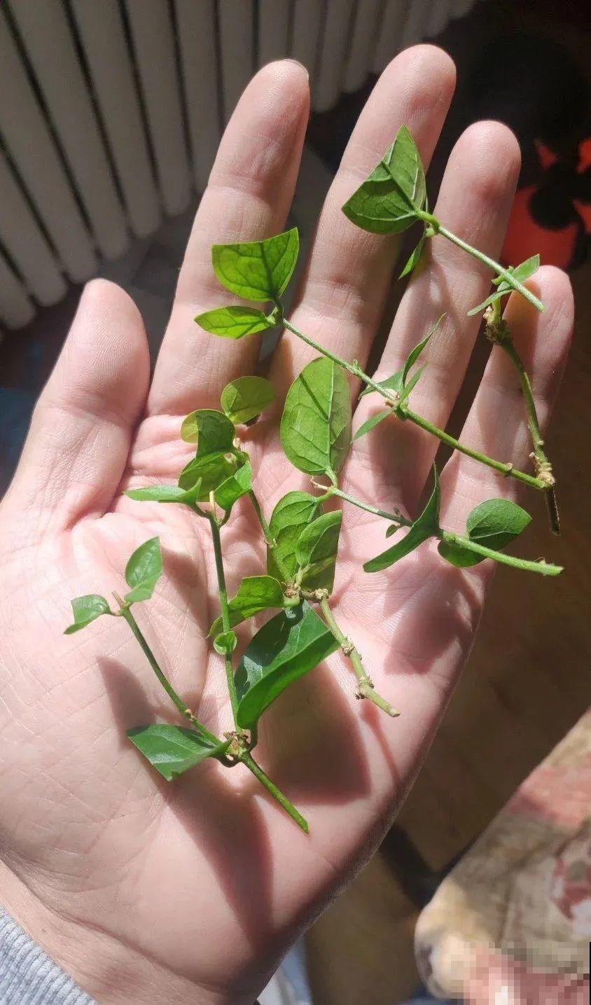 最后一波扦插，赶紧动手，天冷就不行了！