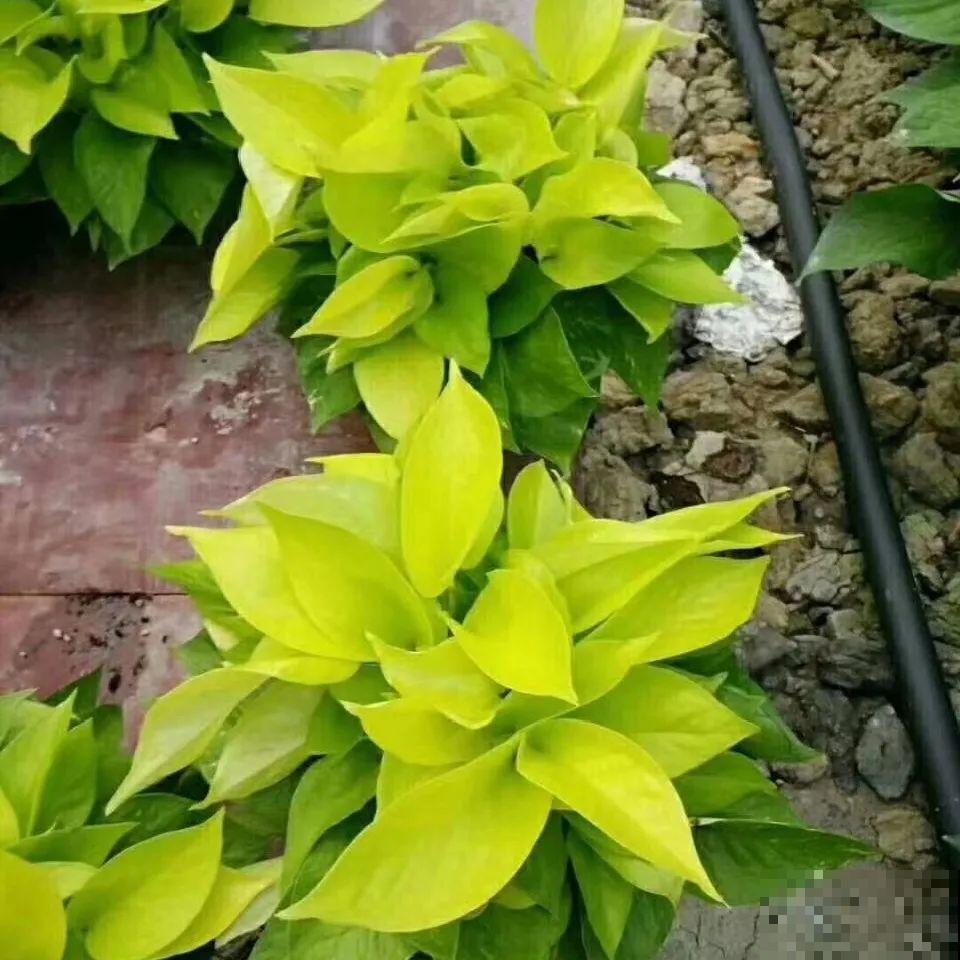 绿萝、吊兰变异了？这些品种，你未必都见过！