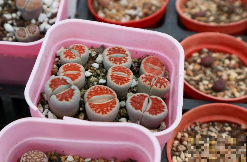 生石花开花别错过，抓紧时间授粉，结出种子美滋滋！