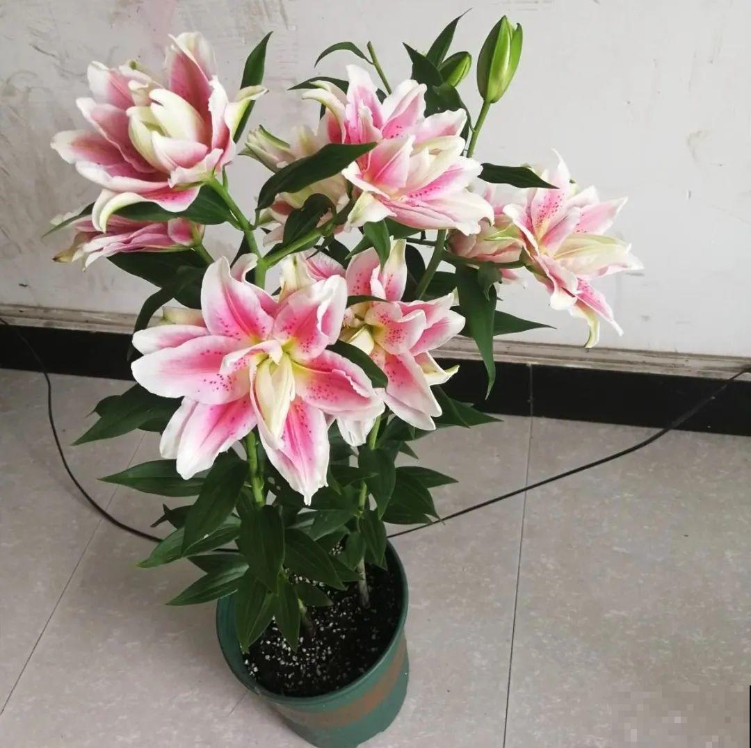 20种花特耐寒，放外面冻一冻，开花更多