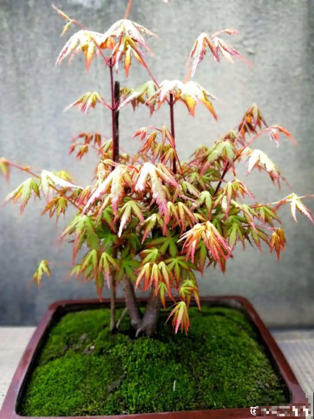 4种花养成老桩，价格能翻好几倍，开花也更多