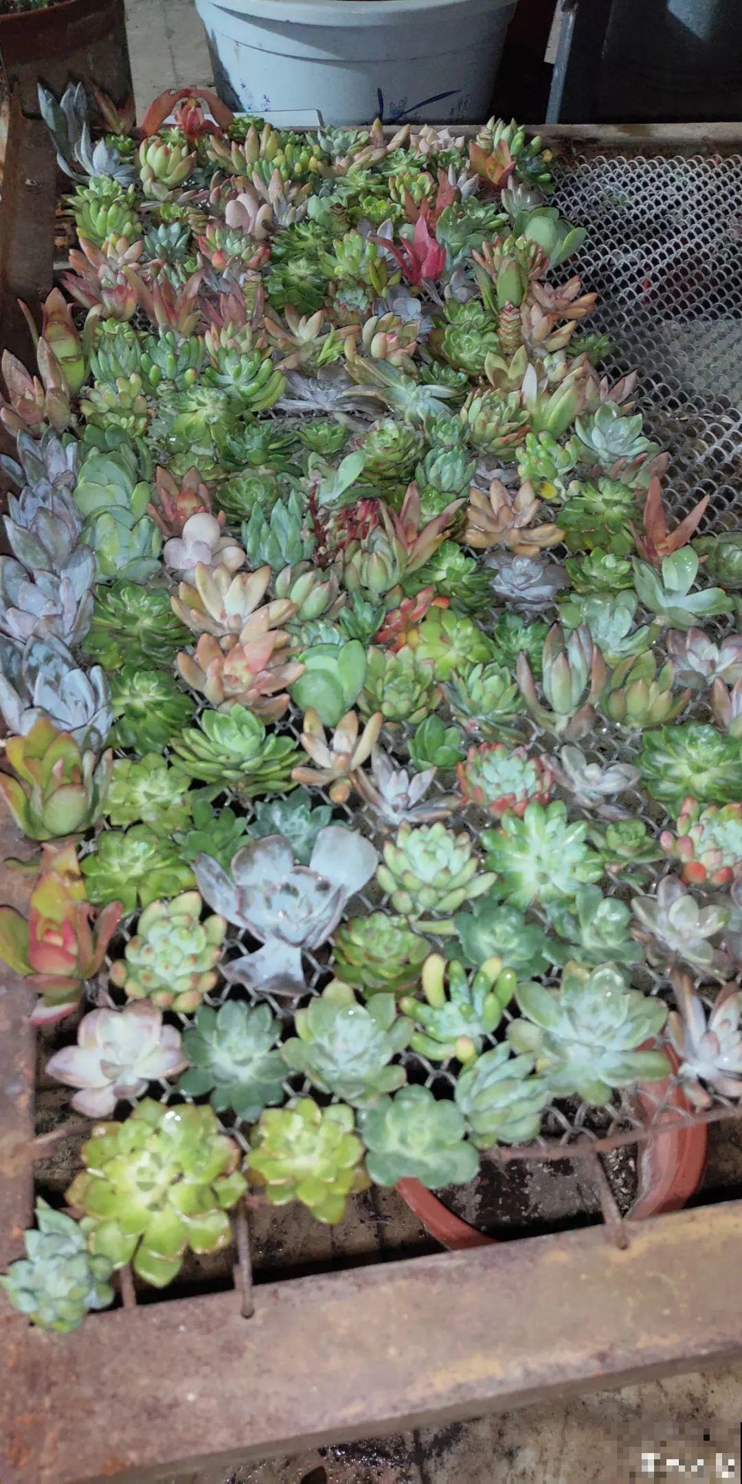 冬天扦插，只用一张塑料薄膜，就能长出小嫩芽