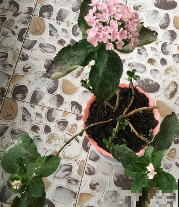 花卉修剪有讲究，时间要挑对，天冷不能剪！