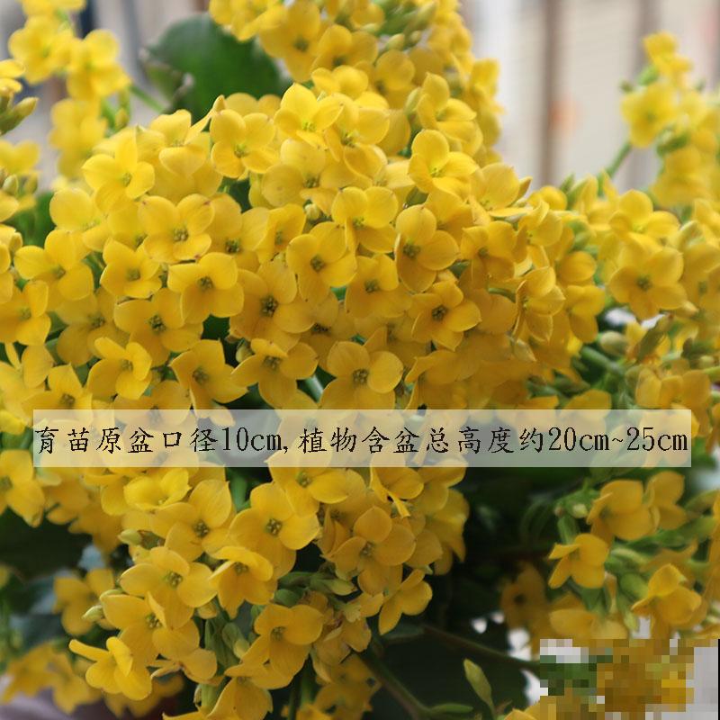 红红火火的“过冬花”，开花超热闹，适合冬天养