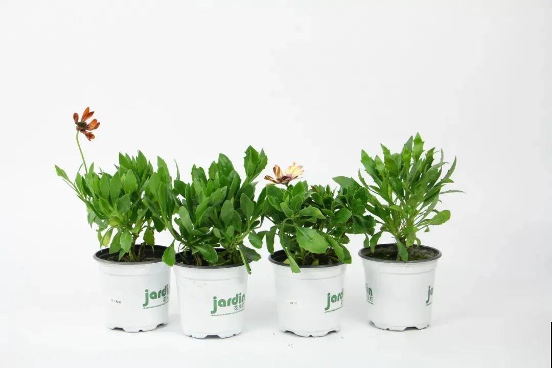 蓝目菊简直就是开花机器,一年能开上百天,盆盆爆成大花球! 蓝目菊简直就是开花机器,一年能开上百天,盆盆爆成大花球!