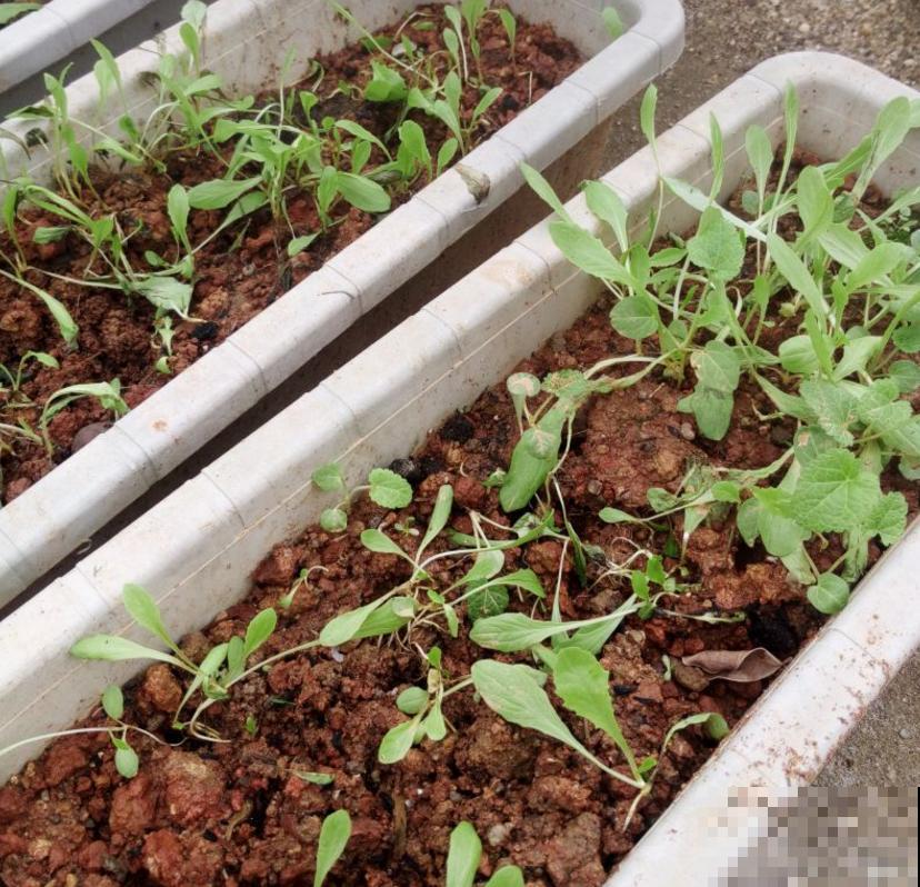 秋冬阳台种莴苣,覆层保鲜膜,再冷也不怕! 秋冬阳台种莴苣,覆层保鲜膜,再冷也不怕!