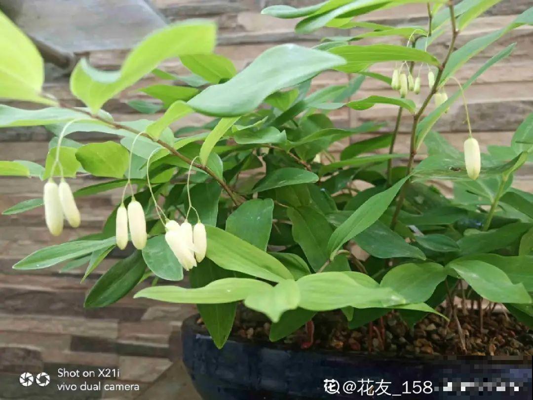 50种小时候常见的野草，现在几乎见不到了