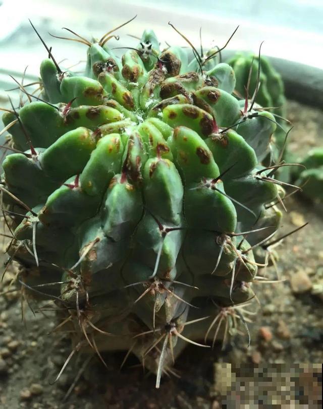 这花最娇气，叶子一喷水，立马就烂了！