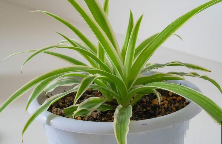 3种植物放在儿童房，净化空气，开发智力，优点特别多！