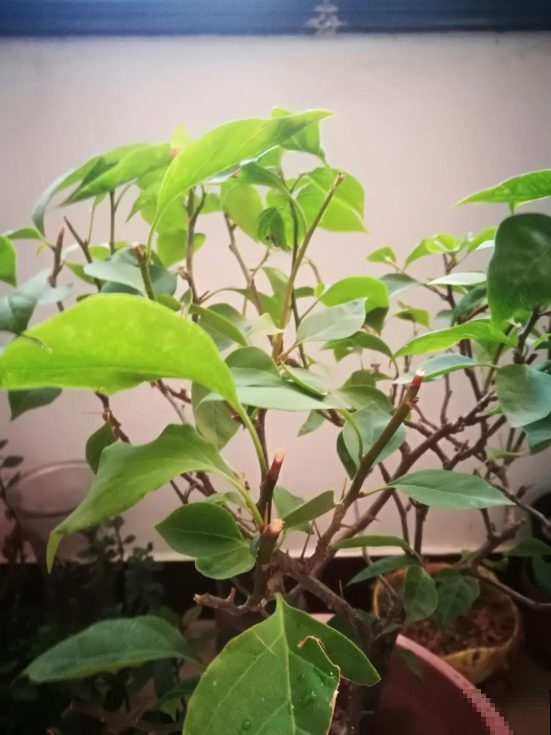 霜降来临，茉莉抓紧剪一波，更抗冻，好过冬！