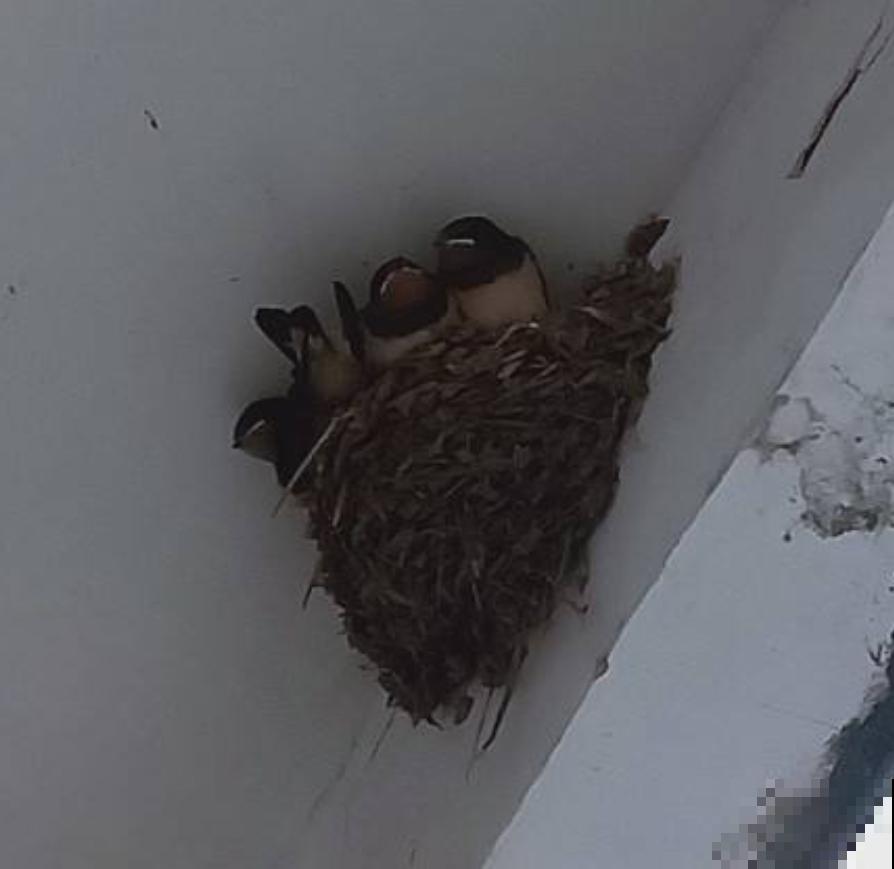 燕子窝不能戳？燕子筑巢有讲究，这么些年你做错了啥？