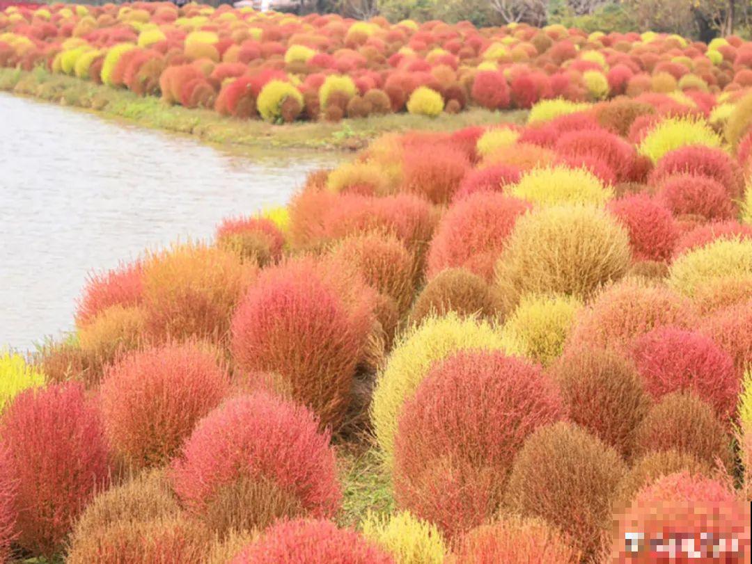 农村没人要的草，薅一把种院子里，很多土豪都在养！