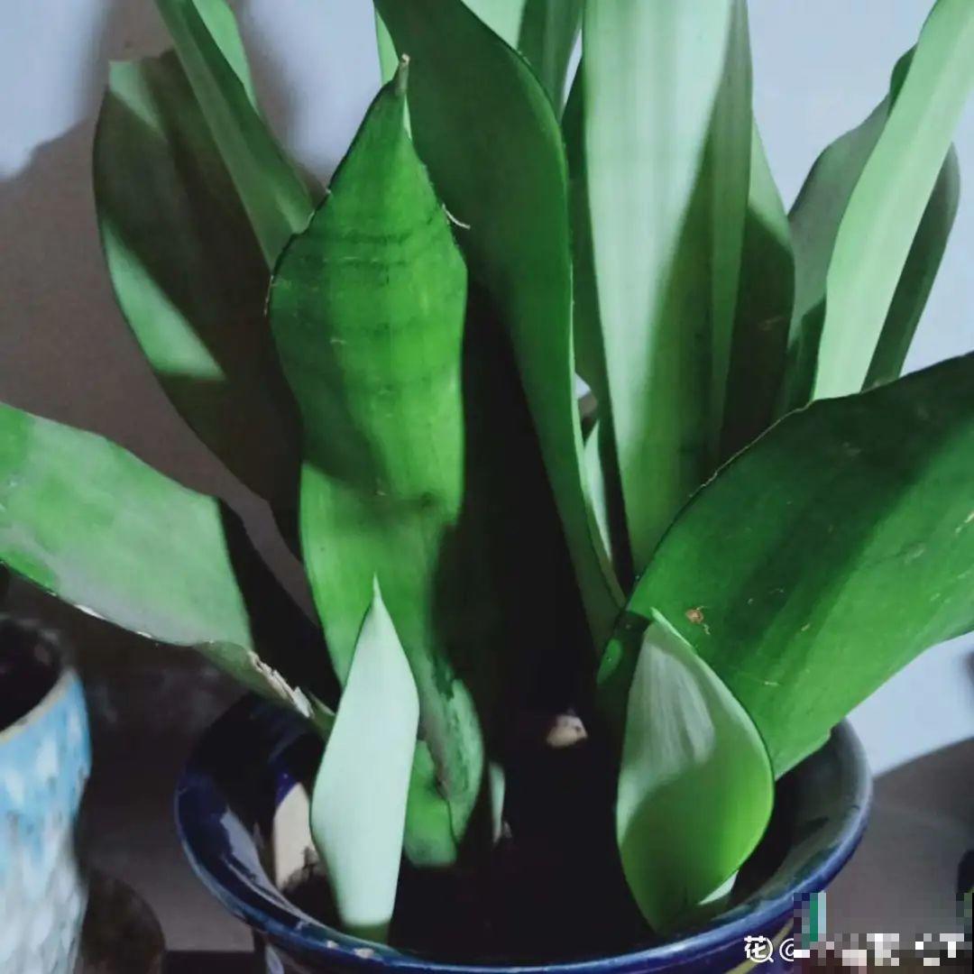 这种花特抗冻,不怕严寒,养死算我输! 这种花特抗冻,不怕严寒,养死算我输!