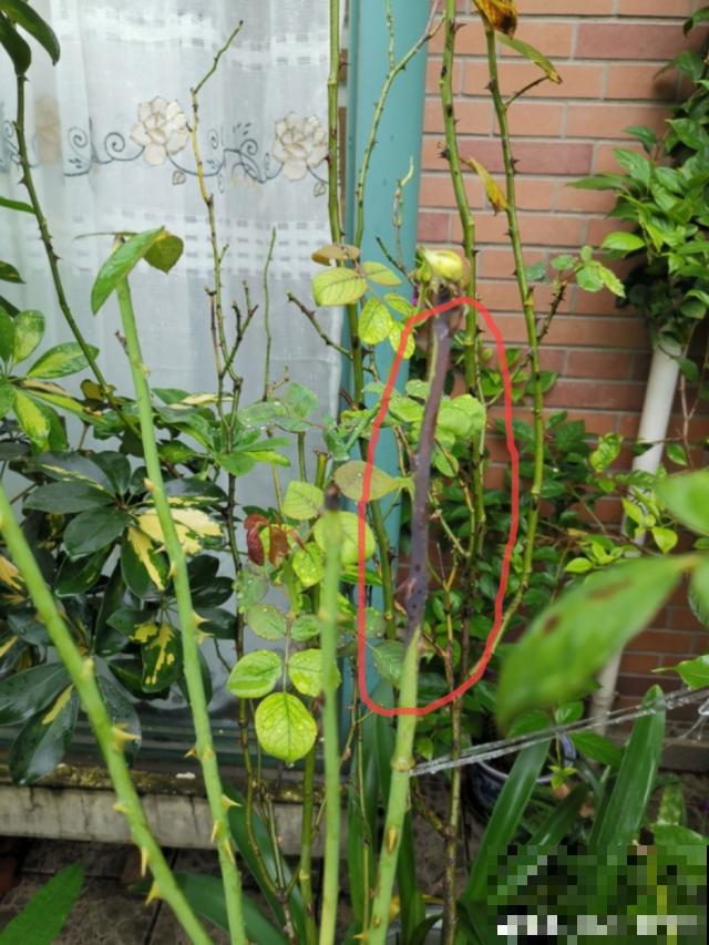 月季别剪了，剪完一杆全黑，今年都白养！